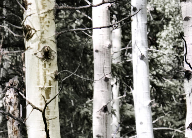 Trees and Gardens