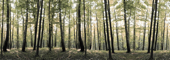 Trees and Gardens