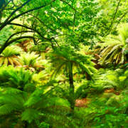 FERN GARDEN 3x4.5m